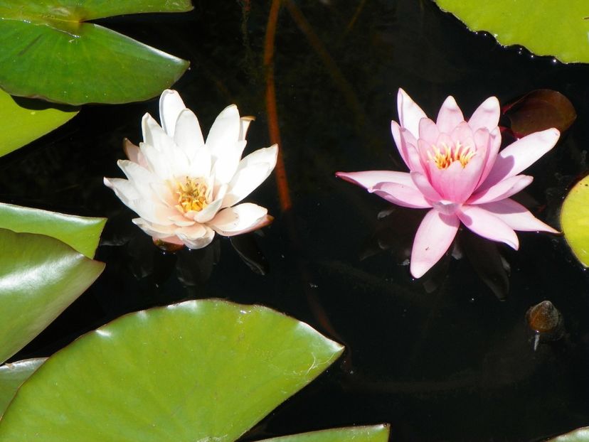 02 aug 005 - Vara 2017