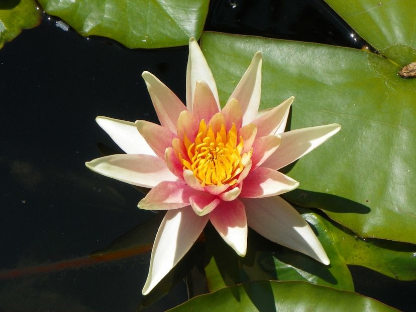 02 aug 007 - Vara 2017