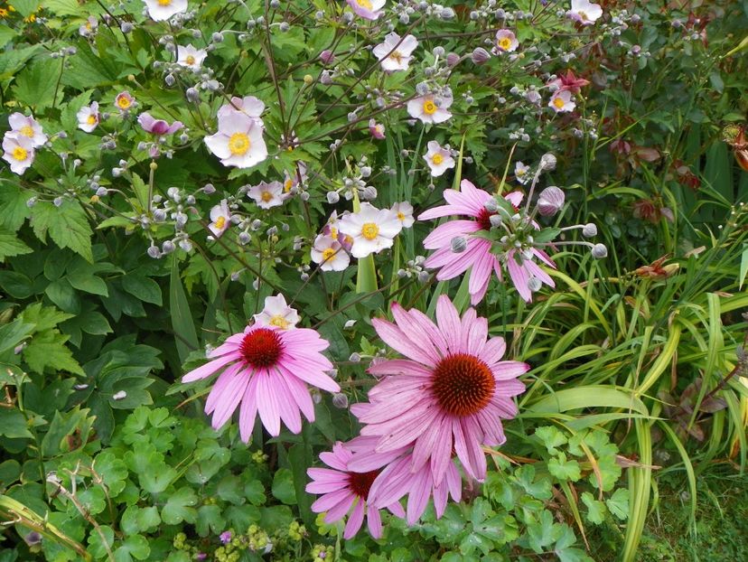 02 aug 017 - Vara 2017