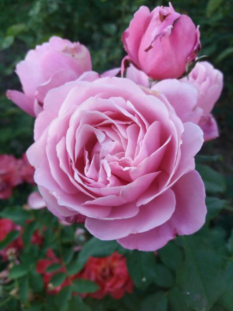  - Soeur Emmanuelle 1