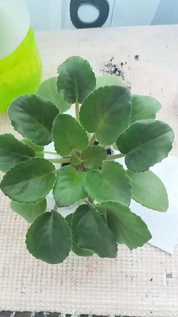 3 august - ZZ King s Treasure