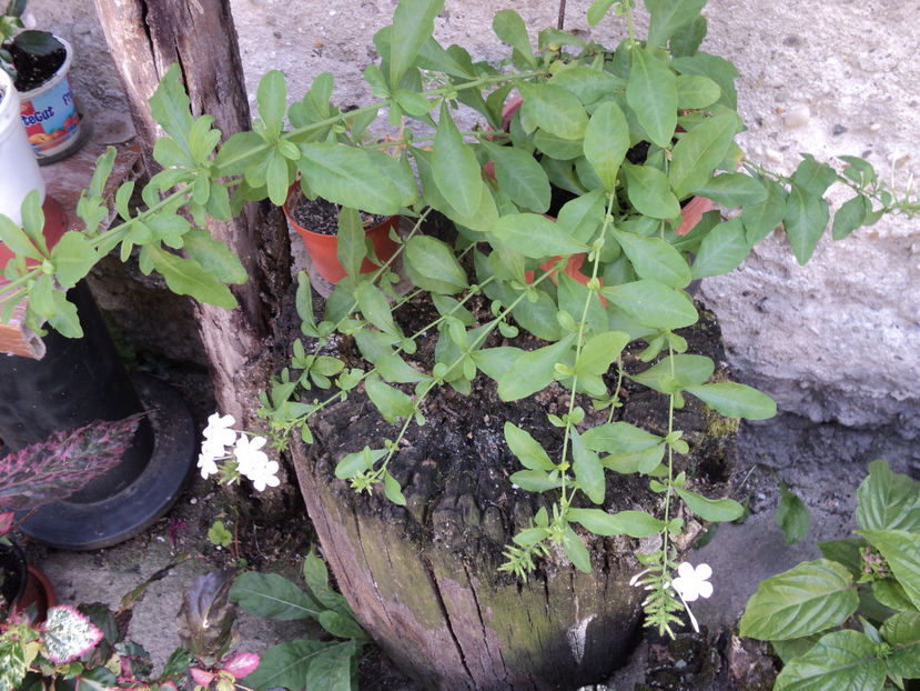 plumbago alb,primele flori - Vara