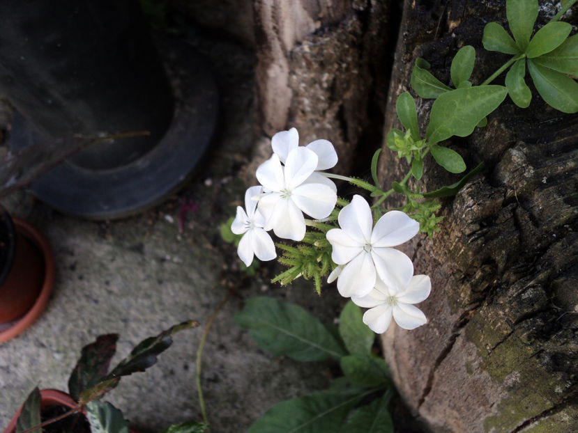 plumbago alb,detaliu - Vara