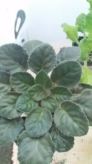 3 august - ZZ Ruffled Skies