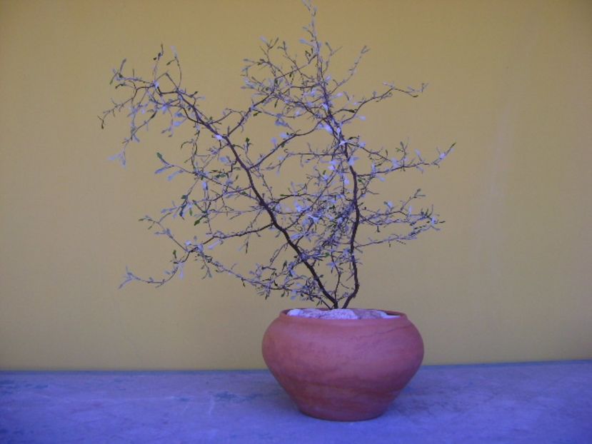 Corokia cotoneaster - Bonsai si prebonsai 2016-2017