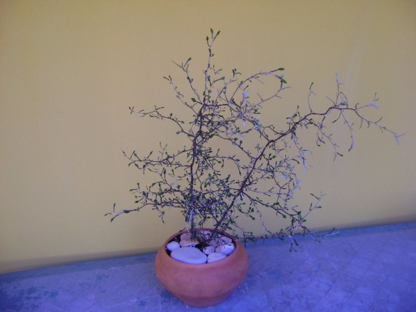 Corokia cotoneaster - Bonsai si prebonsai 2016-2017