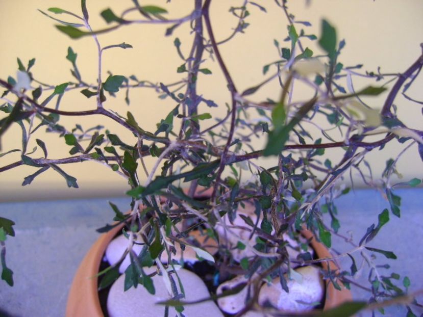 Corokia cotoneaster - Bonsai si prebonsai 2016-2017