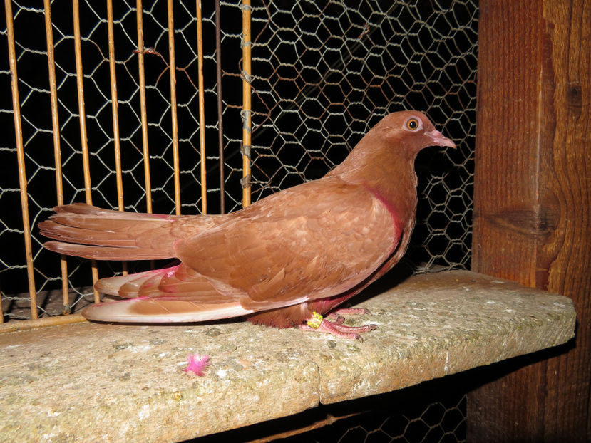 3785 -plecata vineri 21 iul.2017 plecata de tot - Amintiri - porumbei pierduți sau prinși de răpitoare