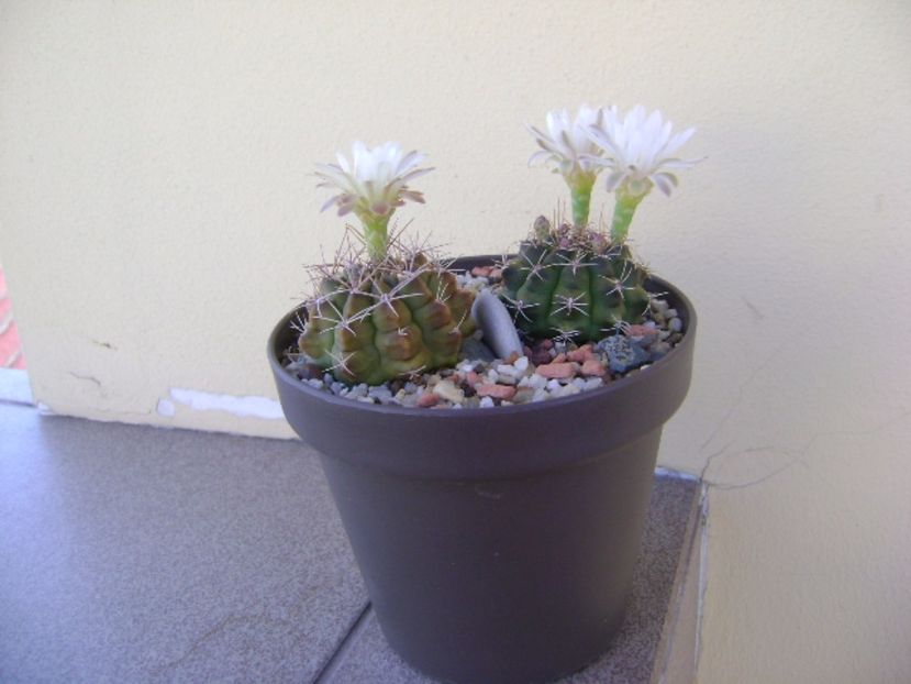 Gymnocalycium damsii v. tucavocense - Cactusi 2017 Gymnocalycium