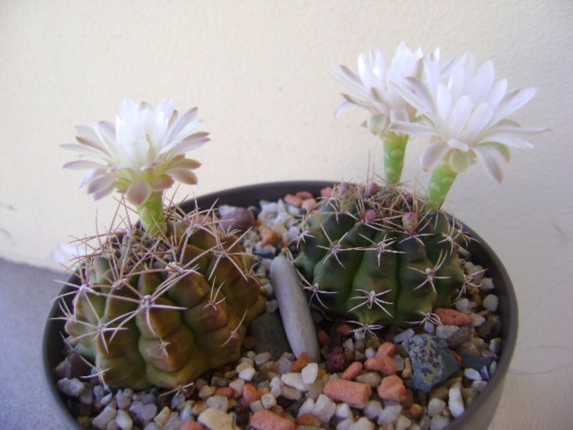Gymnocalycium damsii v. tucavocense - Cactusi 2017 Gymnocalycium