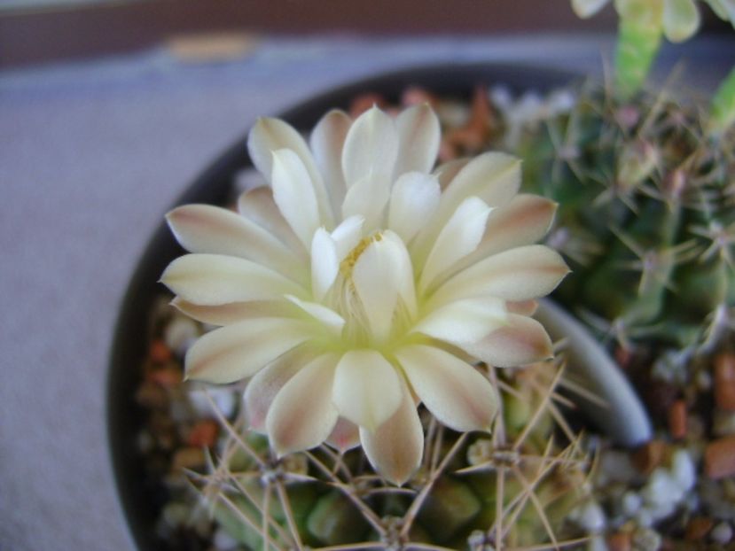 Gymnocalycium damsii v. tucavocense - Cactusi 2017 Gymnocalycium