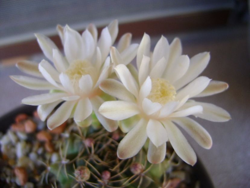 Gymnocalycium damsii v. tucavocense - Cactusi 2017 Gymnocalycium