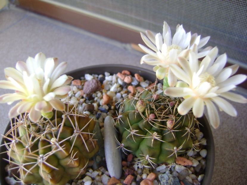 Gymnocalycium damsii v. tucavocense - Cactusi 2017 Gymnocalycium