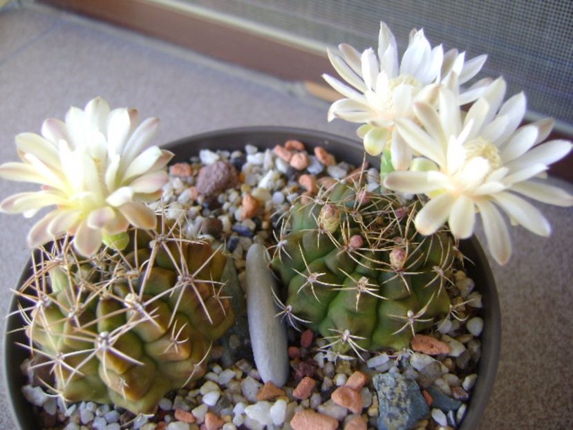 Gymnocalycium damsii v. tucavocense - Cactusi 2017 Gymnocalycium