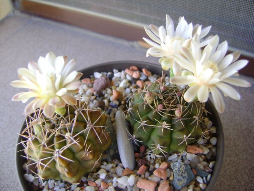 Gymnocalycium damsii v. tucavocense - Cactusi 2017 Gymnocalycium
