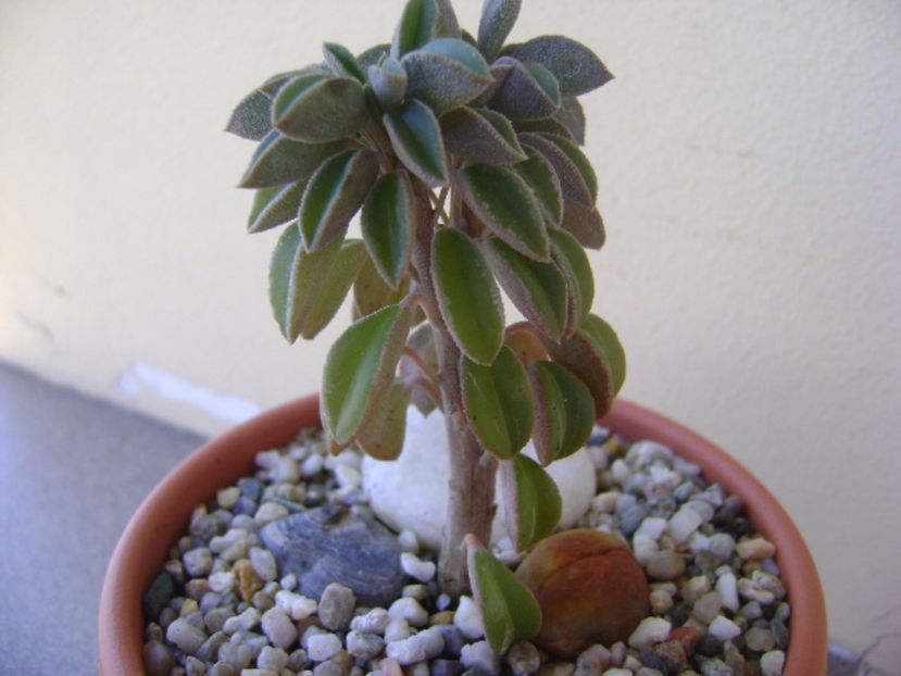 Peperomia columella - Suculente 2017