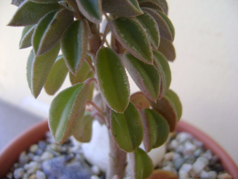 Peperomia columella - Suculente 2017