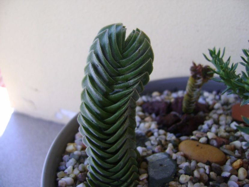 Crassula cv. Buddha's Temple - Suculente 2017