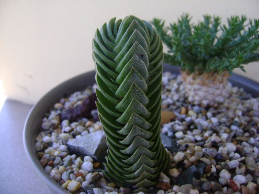 Crassula cv. Buddha's Temple - Suculente 2017