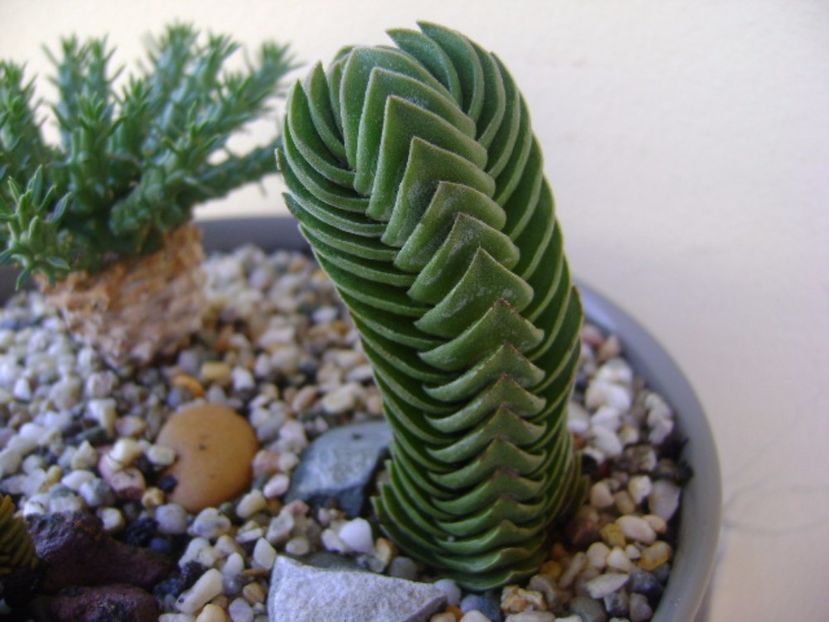 Crassula cv. Buddha's Temple - Suculente 2017