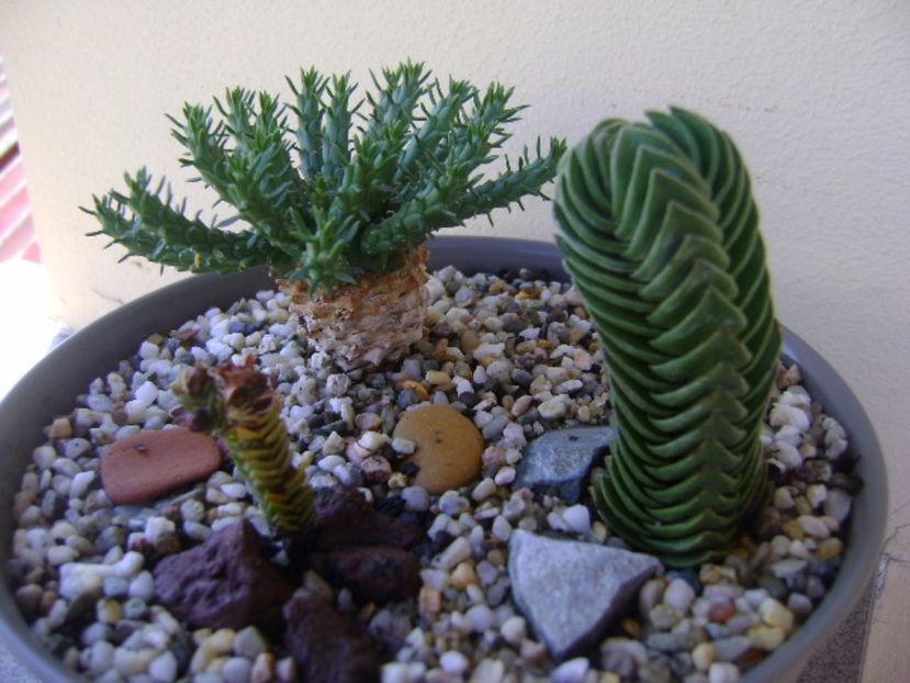 Crassula cv. Buddhas Temple & Crassula pyramidalis - Suculente 2017