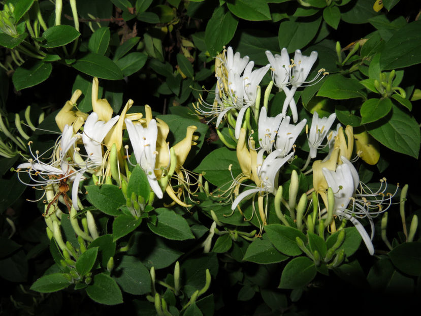  - Mana Macii Domnului-caprifoi