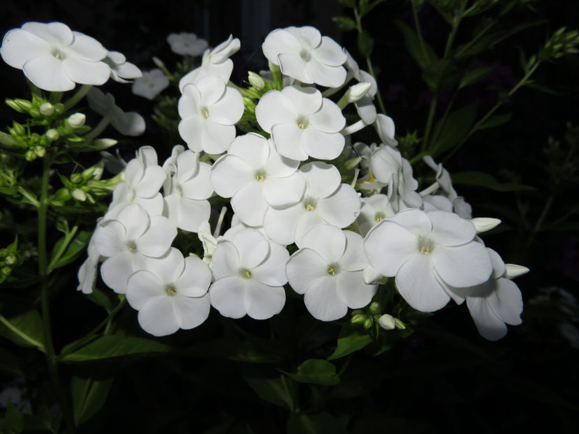  - Phlox