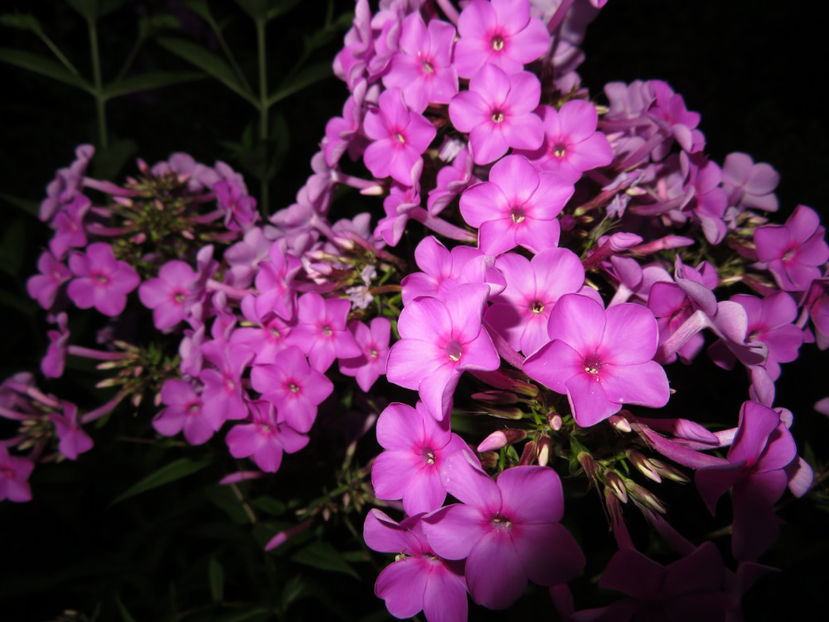 - Phlox