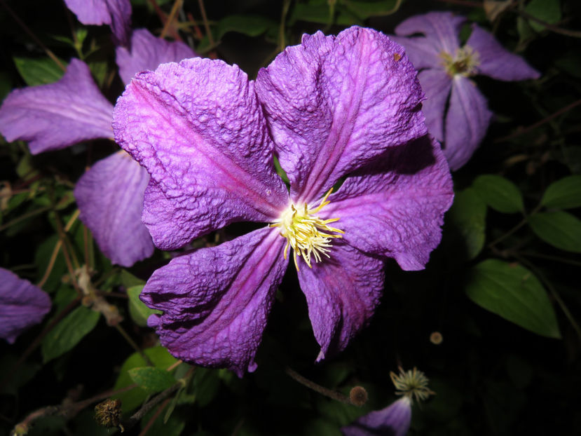  - Clematita