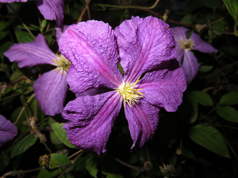  - Clematita