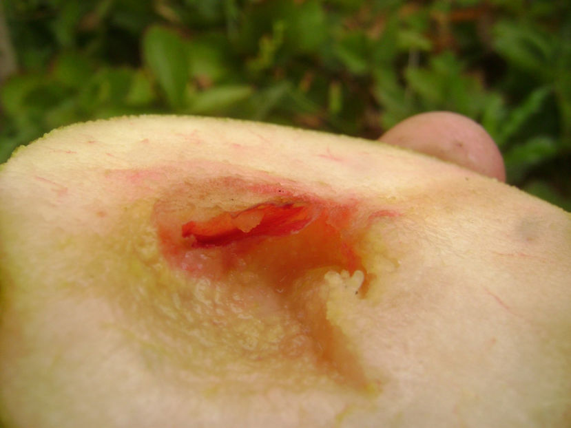 Pară Polpa Rosa 3 - Par Polpa Rosa