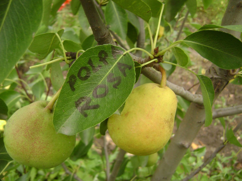 Pară Polpa Rosa - Par Polpa Rosa