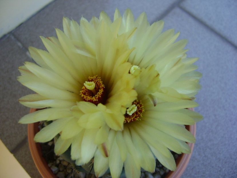 Coryphanta calipensis - Cactusi 2017 continuare