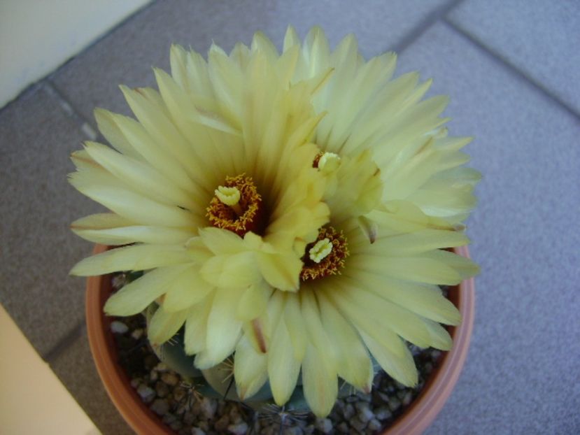 Coryphanta calipensis - Cactusi 2017 continuare