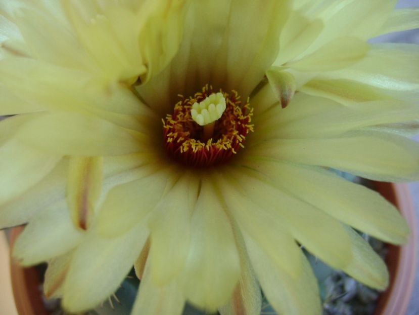 Coryphanta calipensis - Cactusi 2017 continuare