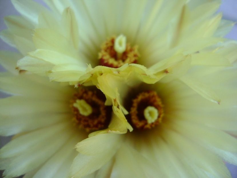 Coryphanta calipensis - Cactusi 2017 continuare