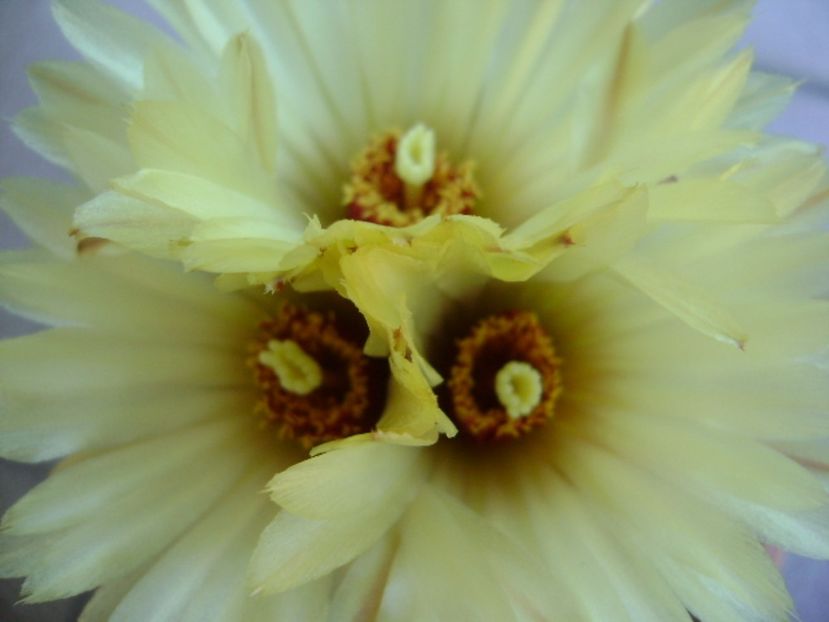 Coryphanta calipensis - Cactusi 2017 continuare