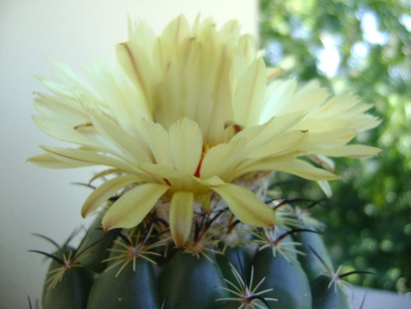 Coryphanta calipensis - Cactusi 2017 continuare