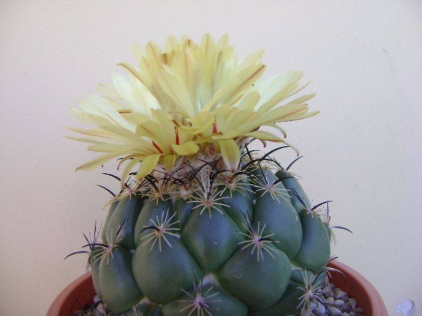 Coryphanta calipensis - Cactusi 2017 continuare