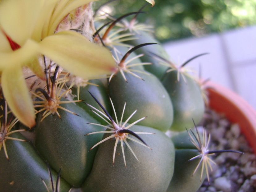 Coryphanta calipensis - Cactusi 2017 continuare