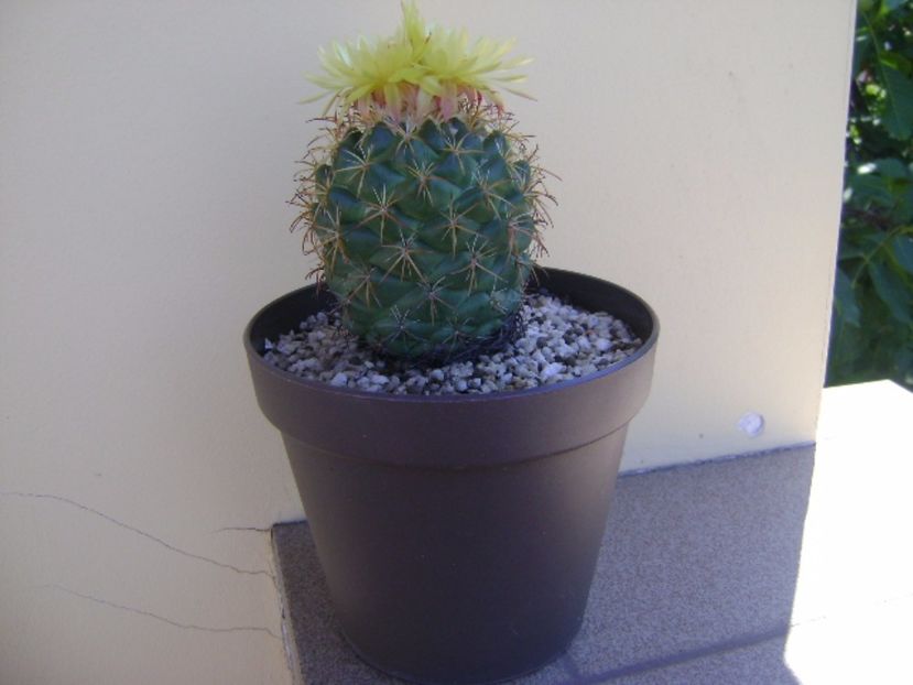 Coryphantha elephantidens v. sulcolanata - Cactusi 2017 continuare