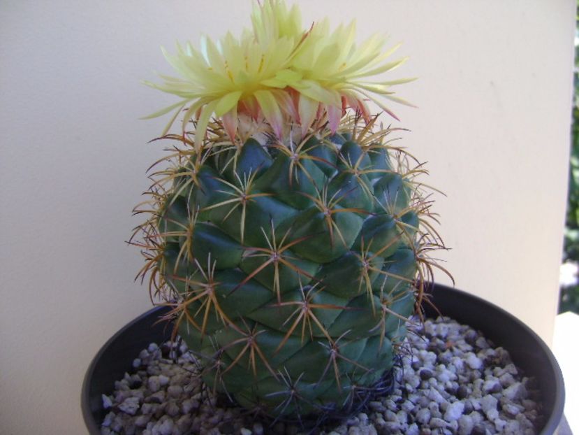 Coryphantha elephantidens v. sulcolanata - Cactusi 2017 continuare