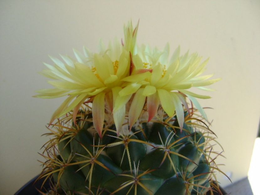 Coryphantha elephantidens v. sulcolanata - Cactusi 2017 continuare