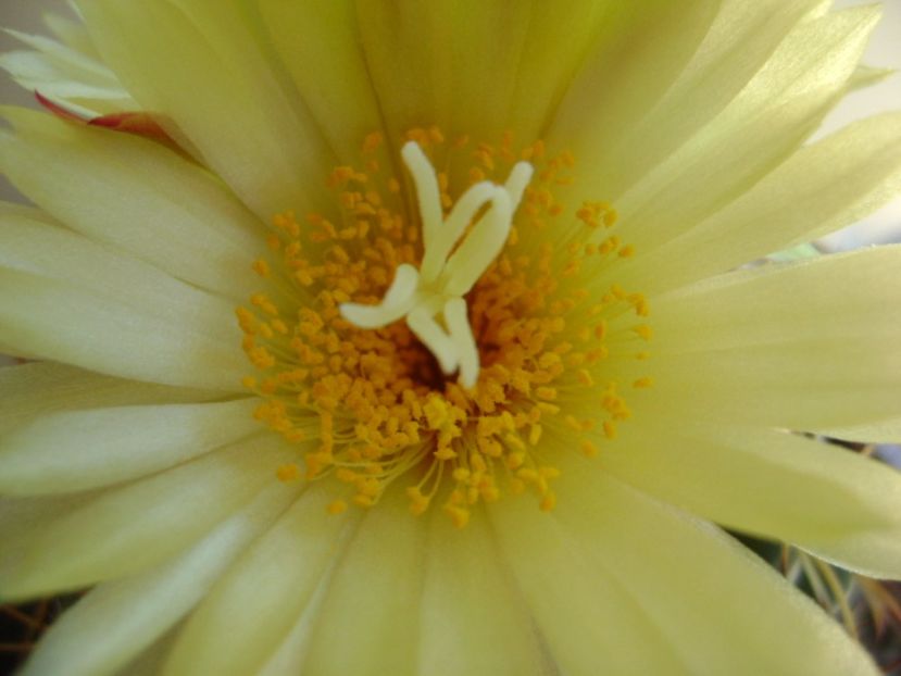 Coryphantha elephantidens v. sulcolanata - Cactusi 2017 continuare