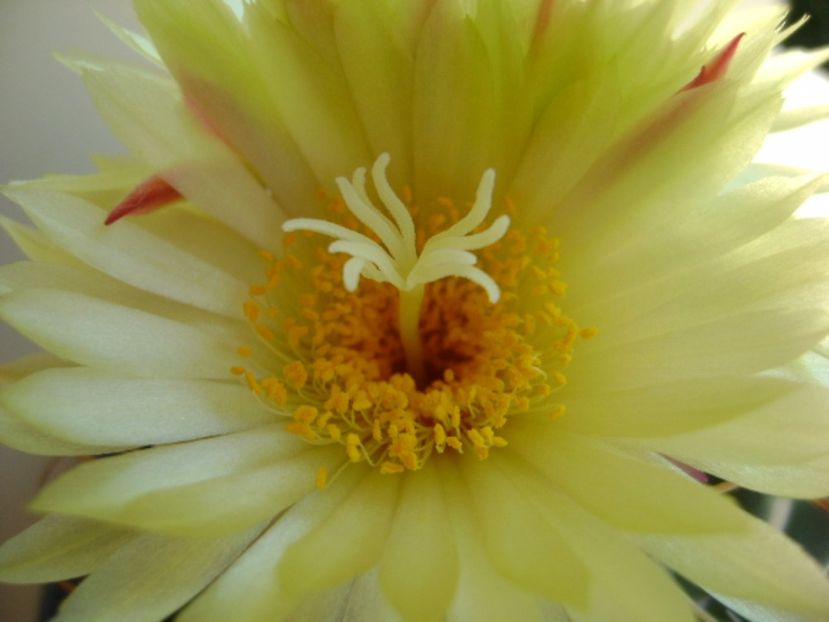 Coryphantha elephantidens v. sulcolanata - Cactusi 2017 continuare
