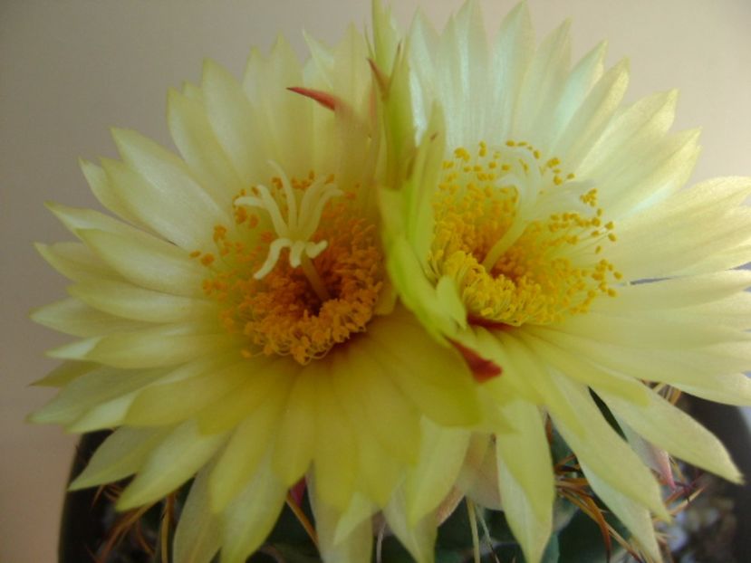 Coryphantha elephantidens v. sulcolanata - Cactusi 2017 continuare