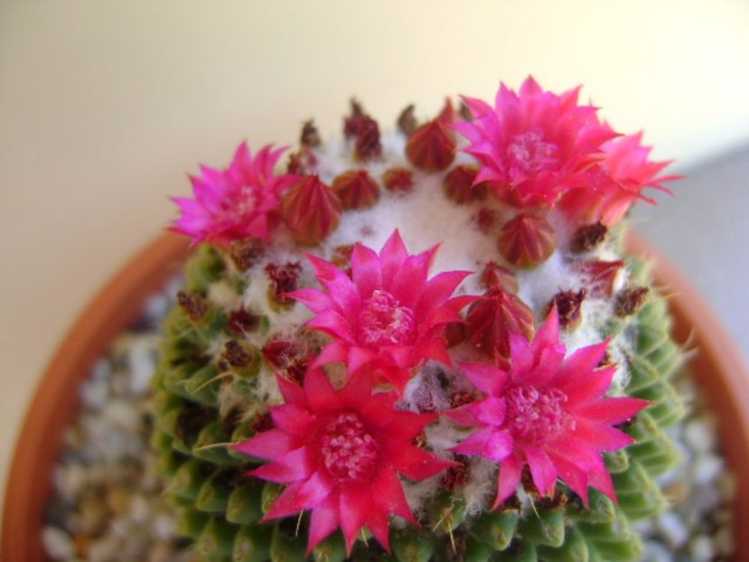 Mammillaria polythele cv. Stachellos - Cactusi 2017 continuare