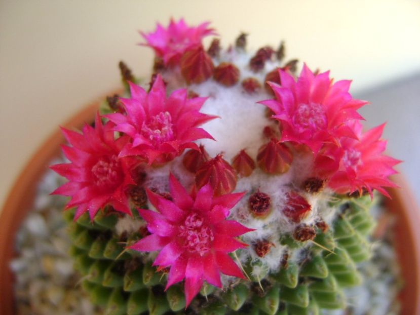 Mammillaria polythele cv. Stachellos - Cactusi 2017 continuare