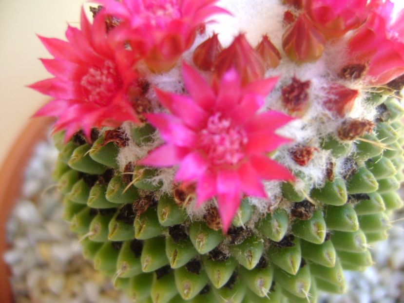 Mammillaria polythele cv. Stachellos - Cactusi 2017 continuare