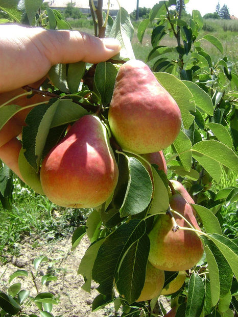 Pere Argessis 2 - Par Argessis